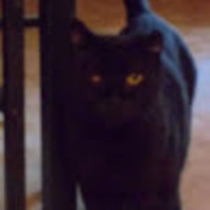 Meet your Posher, Marsha